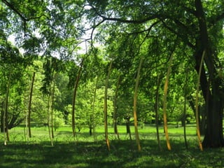 Nature Unframed at the Morton Arboretum