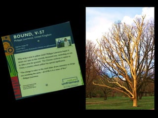 Nature Unframed at the Morton Arboretum