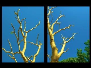 Nature Unframed at the Morton Arboretum
