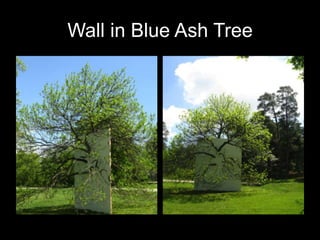 Wall in Blue Ash Tree