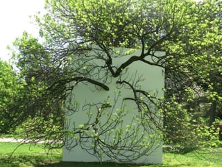 Nature Unframed at the Morton Arboretum