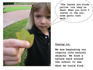 Tuning in:   We are beginning our inquiry into natural objects. We took a nature walk around the school to see what we could find.   “ The leaves are kinda yellow ‘coz they’re dead. When you hold 3 leaves in the sun, some parts turn dark.”   