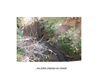 ...NA ZONA URBANA DA CIDADE
 