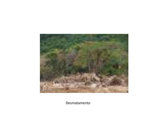 Desmatamento
 