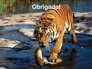 Obrigado! 