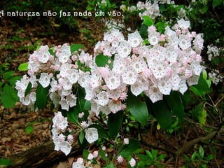 A natureza não faz nada em vão.
Aristóteles
 