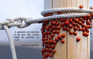 A sabedoria da natureza é tal que não produz nada de supérfluo ou inútil. Nicolau Copérnico 