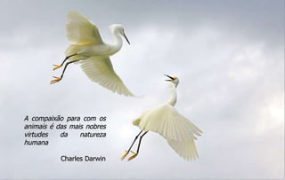 A compaixão para com os animais é das mais nobres virtudes da natureza humana Charles Darwin 