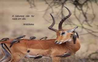 A natureza não faz nada em vão. Aristóteles 