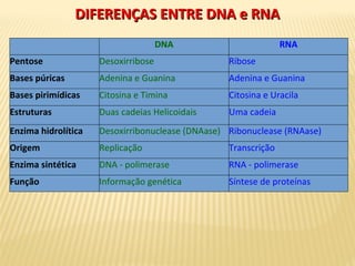 DIFERENÇAS ENTRE DNA e RNADIFERENÇAS ENTRE DNA e RNA
DNA RNA
Pentose Desoxirribose Ribose
Bases púricas Adenina e Guanina Adenina e Guanina
Bases pirimídicas Citosina e Timina Citosina e Uracila
Estruturas Duas cadeias Helicoidais Uma cadeia
Enzima hidrolítica Desoxirribonuclease (DNAase) Ribonuclease (RNAase)
Origem Replicação Transcrição
Enzima sintética DNA - polimerase RNA - polimerase
Função Informação genética Síntese de proteínas
 