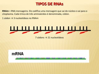RNAm = RNA mensageiro. Ele codifica uma mensagem que sai do núcleo e vai para o
citoplasma. Cada trinca de três aminoácidos é denominada, códon.
1 códon → 3 nucleotídeos no RNAm
7 códons → 21 nucleotídeos
TIPOS DE RNAsTIPOS DE RNAs
 