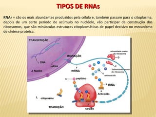 TIPOS DE RNAsTIPOS DE RNAs
RNAr = são os mais abundantes produzidos pela célula e, também passam para o citoplasma,
depois de um certo período de acúmulo no nucléolo, vão participar da construção dos
ribossomos, que são minúsculas estruturas citoplasmáticas de papel decisivo no mecanismo
de síntese proteica.
 