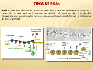 RNAr = são os mais abundantes produzidos pela célula e, também passam para o citoplasma,
depois de um certo período de acúmulo no nucléolo, vão participar da construção dos
ribossomos, que são minúsculas estruturas citoplasmáticas de papel decisivo no mecanismo
de síntese proteica
TIPOS DE RNAsTIPOS DE RNAs
 