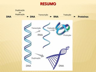 RESUMORESUMO
DNADNA DNADNA
Duplicação
ou
Replicação Transcrição
RNARNA ProteínasProteínas
Tradução
 