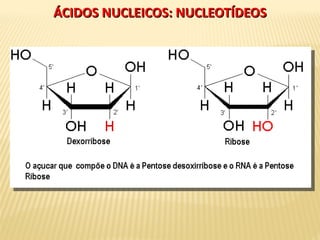 ÁCIDOS NUCLEICOS: NUCLEOTÍDEOSÁCIDOS NUCLEICOS: NUCLEOTÍDEOS
 