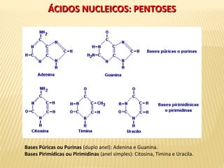 ÁCIDOS NUCLEICOS: PENTOSESÁCIDOS NUCLEICOS: PENTOSES
Bases Púricas ou Purinas (duplo anel): Adenina e Guanina.
Bases Pirimídicas ou Pirimidinas (anel simples): Citosina, Timina e Uracila.
 