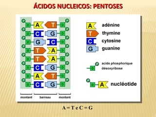 ÁCIDOS NUCLEICOS: PENTOSESÁCIDOS NUCLEICOS: PENTOSES
A = T e C = G
 