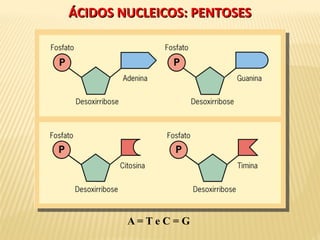 ÁCIDOS NUCLEICOS: PENTOSESÁCIDOS NUCLEICOS: PENTOSES
A = T e C = G
 