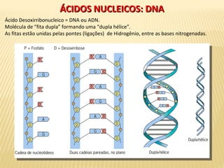 ÁCIDOS NUCLEICOS: DNAÁCIDOS NUCLEICOS: DNA
Ácido Desoxirribonucleico = DNA ou ADN.
Molécula de “fita dupla” formando uma “dupla hélice”.
As fitas estão unidas pelas pontes (ligações) de Hidrogênio, entre as bases nitrogenadas.
 