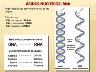 ÁCIDOS NUCLEICOS: RNAÁCIDOS NUCLEICOS: RNA
Ácido Ribonucleico com uma molécula de fita
simples.
É dividido em:
- RNA mensageiro (RNAm)
- RNA transportador (RNAt)
- RNA ribossômico (RNAr)
 