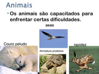  Os animais são capacitados para
enfrentar certas dificuldades.
asas
Couro peludo
Armadura protetora
rapidez
 