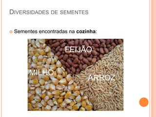 DIVERSIDADES DE SEMENTES 
 Sementes encontradas na cozinha: 
FEIJÃO 
ARROZ 
MILHO 
 