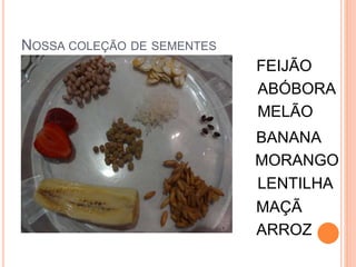 NOSSA COLEÇÃO DE SEMENTES 
FEIJÃO 
ABÓBORA 
MELÃO 
BANANA 
MORANGO 
LENTILHA 
MAÇÃ 
ARROZ 
 