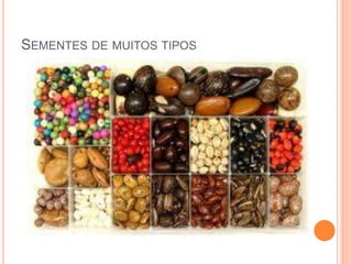 SEMENTES DE MUITOS TIPOS 
 