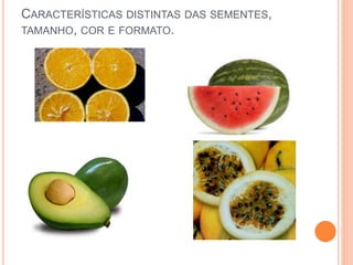 CARACTERÍSTICAS DISTINTAS DAS SEMENTES, 
TAMANHO, COR E FORMATO. 
 