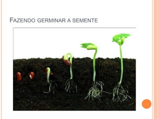 FAZENDO GERMINAR A SEMENTE 
 