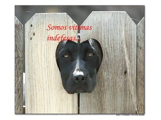 Somos vítimas  indefesas...  