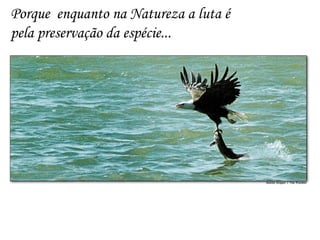 Porque  enquanto na Natureza a luta é  pela preservação da espécie... 