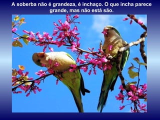 A soberba não é grandeza, é inchaço. O que incha parece grande, mas não está são. 