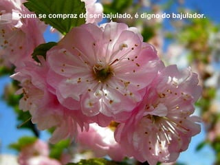 Quem se compraz de ser bajulado, é digno do bajulador.  