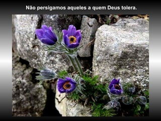Não persigamos aqueles a quem Deus tolera.  