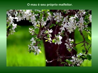 O mau é seu próprio malfeitor.
 