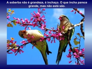 A soberba não é grandeza, é inchaço. O que incha parece
              grande, mas não está são.
 