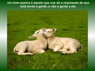Um bom poema é aquele que nos dá a impressão de que
       está lendo a gente..e não a gente a ele.
 