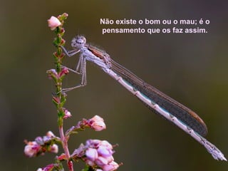 Não existe o bom ou o mau; é o
pensamento que os faz assim.
 