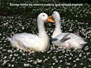 Somos feitos da mesma matéria que nossos sonhos. 