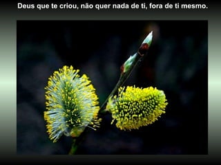 Deus que te criou, não quer nada de ti, fora de ti mesmo. 