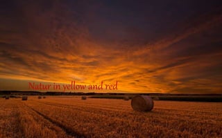 Natur in yellow and red 
 