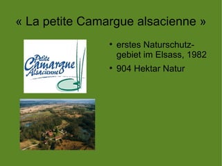 « La petite Camargue alsacienne »
                
                    erstes Naturschutz-
                    gebiet im Elsass, 1982
                
                    904 Hektar Natur
 