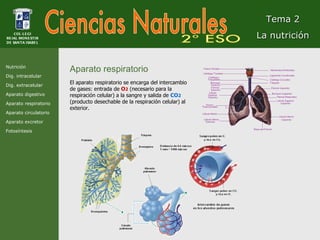Ciencias Naturales 2º ESO Tema 2 La nutrición Aparato respiratorio El aparato respiratorio se encarga del intercambio de gases: entrada de  O 2  (necesario para la respiración celular) a la sangre y salida de  CO 2  (producto desechable de la respiración celular) al exterior. Nutrición Dig. intracelular Dig. extracelular Aparato digestivo Aparato respiratorio Aparato circulatorio Aparato excretor Fotosíntesis COL·LEGI REIAL MONESTIR DE SANTA ISABEL 