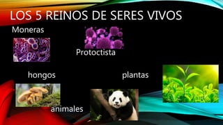 LOS 5 REINOS DE SERES VIVOS
Moneras
Protoctista
hongos plantas
animales
 