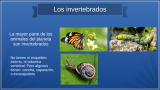 Los invertebrados
La mayor parte de los
animales del planeta
son invertebrados
No tienen ni esqueleto
interno, ni columna
vertebral. Pero algunos
tienen: concha, caparazón,
o exoesqueleto
 