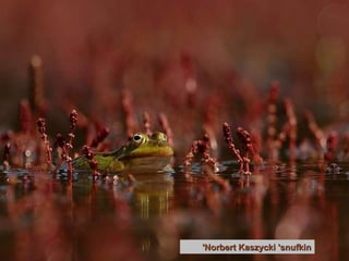 Norbert Kaszycki 'snufkin'   