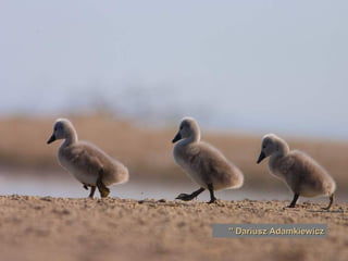 Dariusz Adamkiewicz ''  