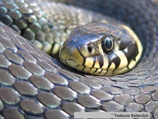 Tadeusz Balandyk ' '  