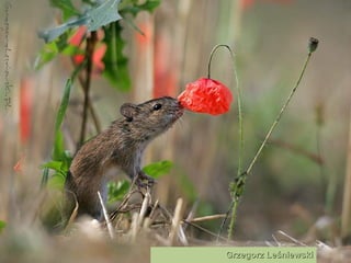 Grzegorz Leśniewski   